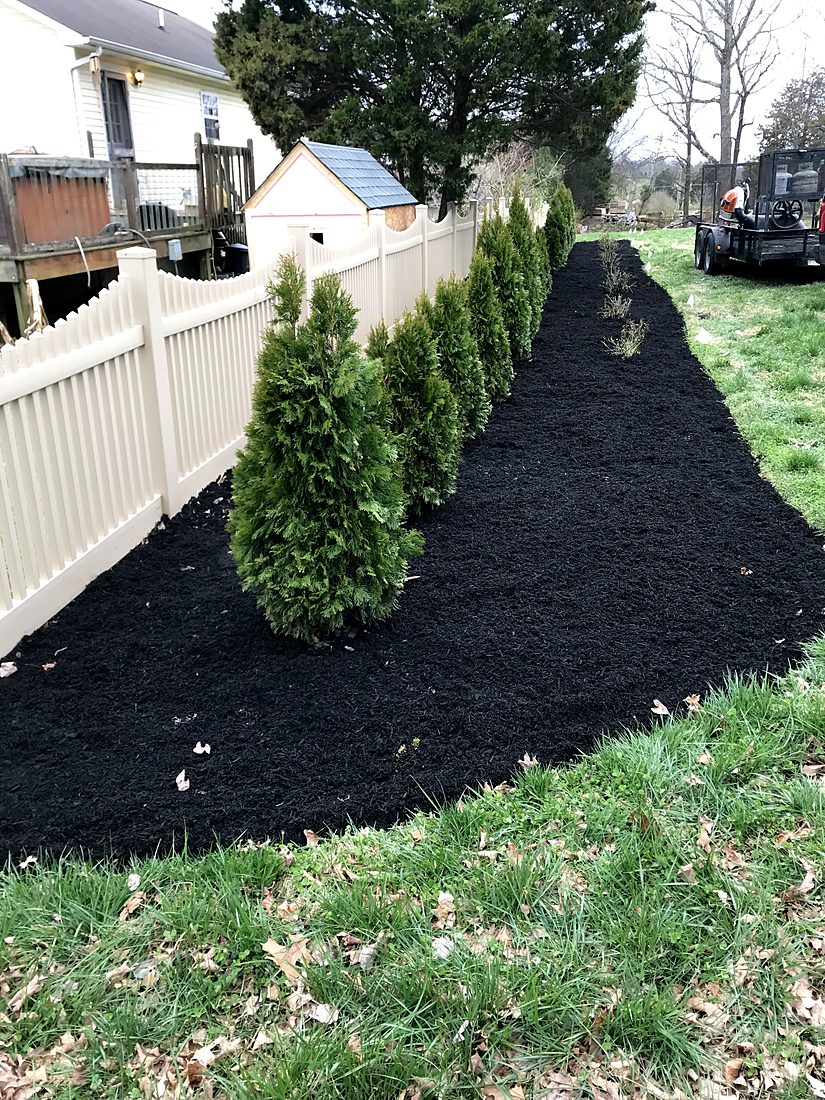 Freshly mulched bed with trimmed evergreens along a fence