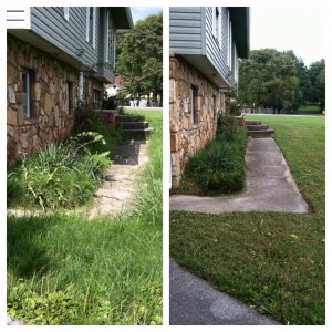 Before and after of an overgrown walkway cleaned up and edged