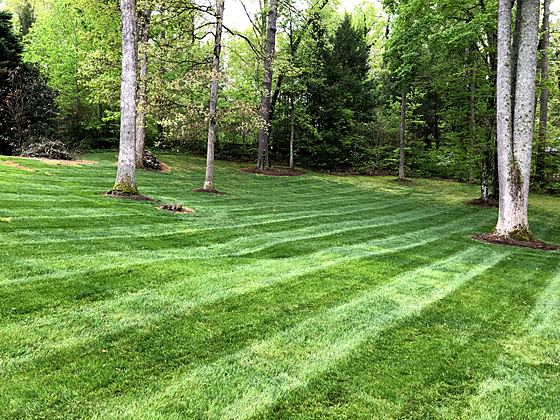 Clean lines through a shaded backyard