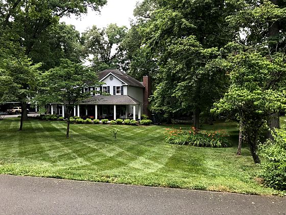 A shade lawn kept thick under mature trees