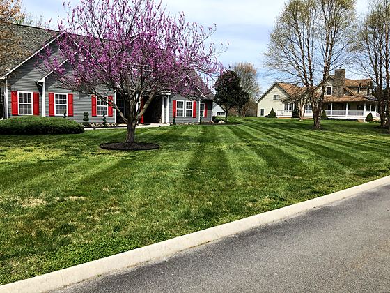 Stripes under a redbud in full bloom